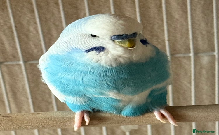 Budgerigars birds - Advert 1