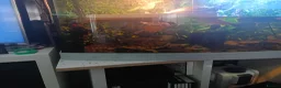 Turtle reptiles for sale: 5 Missisipi turtle with all equipment  in Doncaster - Advert 3