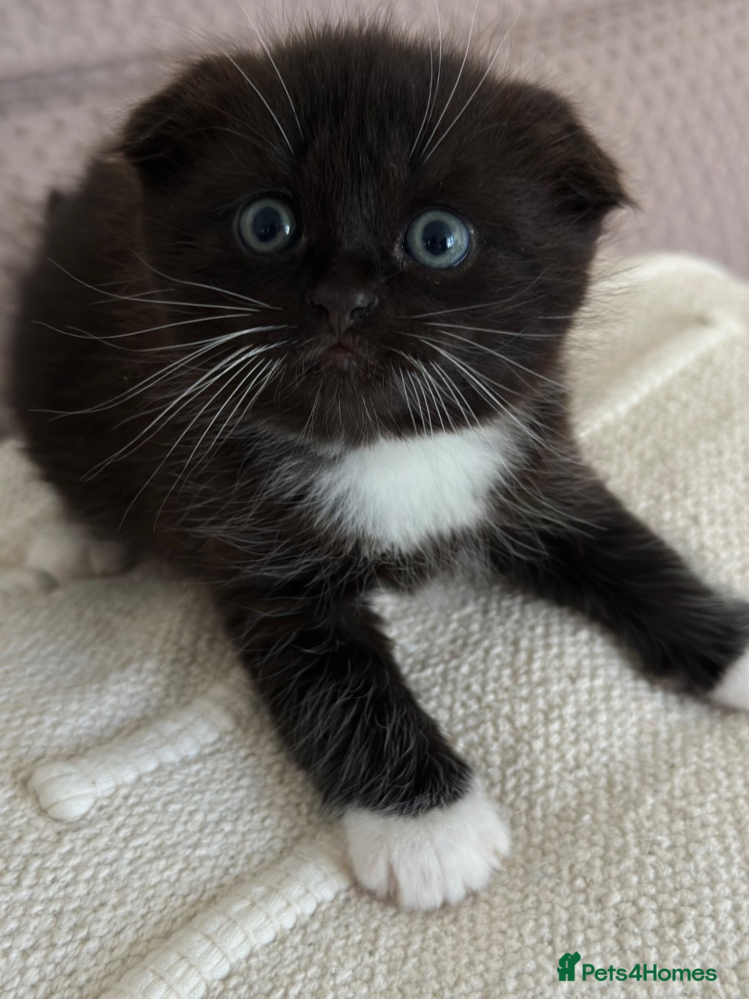 Mixed Breed cats Kittens - Advert 1