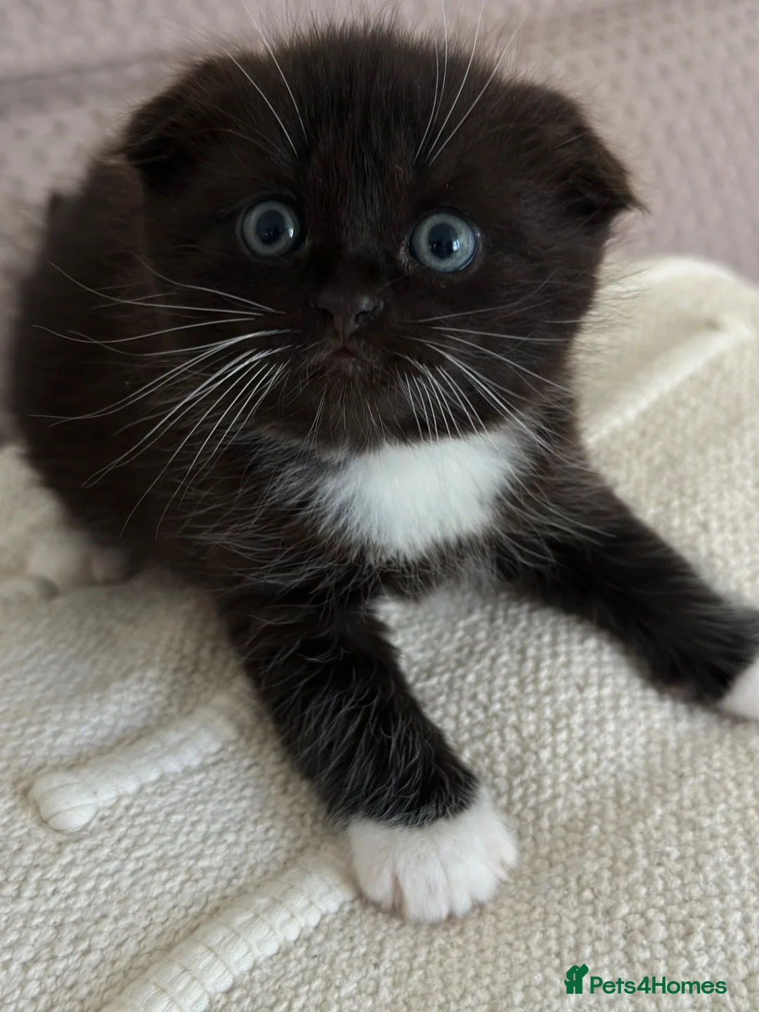 Mixed Breed cats for sale: Kittens - Advert 1