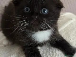 Mixed Breed cats Kittens - Advert 1