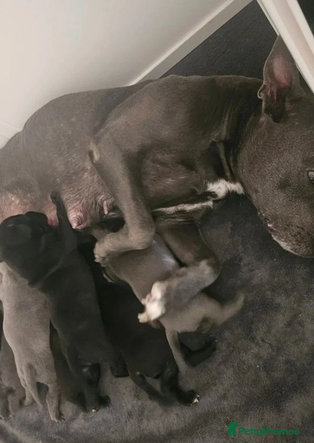 Staffordshire Bull Terrier dogs for sale: Beautiful Family-raised Blue Brindle Staffy Pups - Advert 7