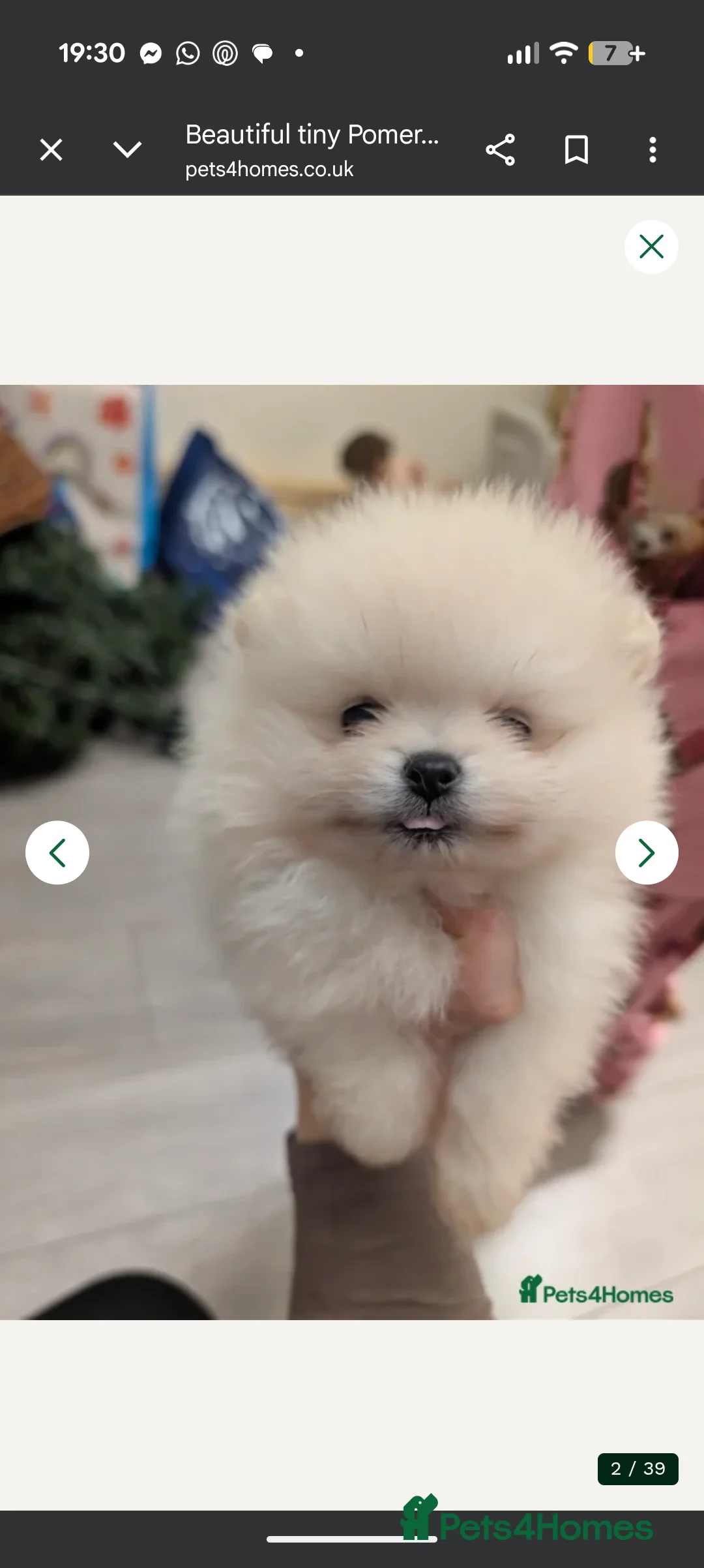 Pomeranian dogs for sale: Last little girl pomeranian puppy  - Advert 3