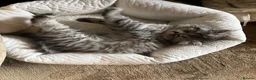 British Longhair cats for sale: 3 Adorable Loving British Longhair Kittens  - Advert 6