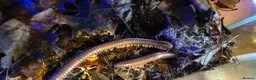 Millipedes invertebrates for sale: Burmese Beauty millipedes  - Advert 3