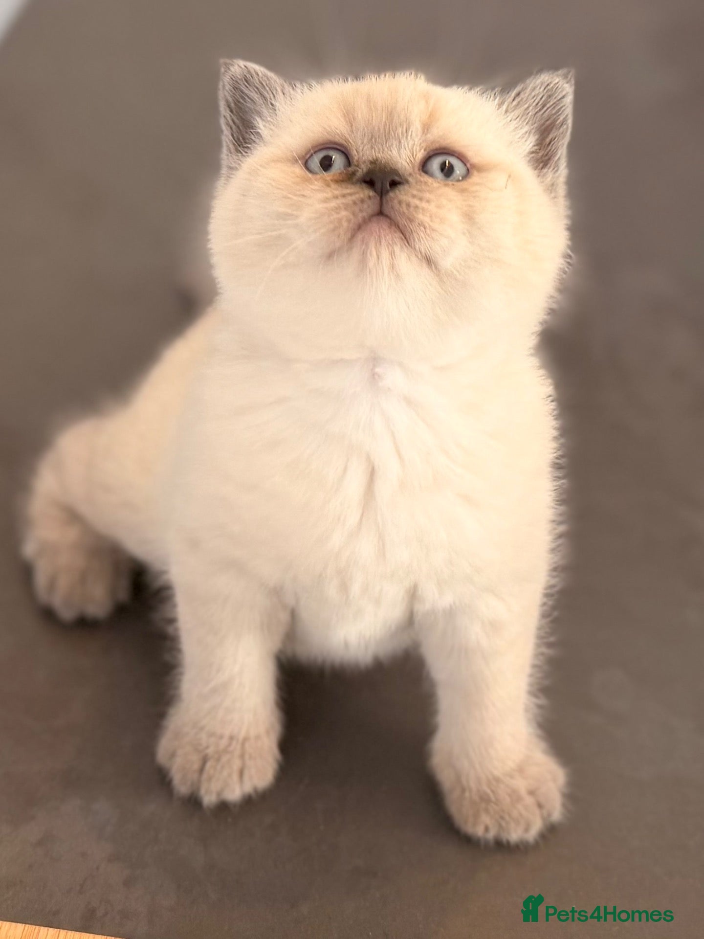 British Shorthair cats GCCF BRITISH SHORTHAIR KITTENS - Advert 2