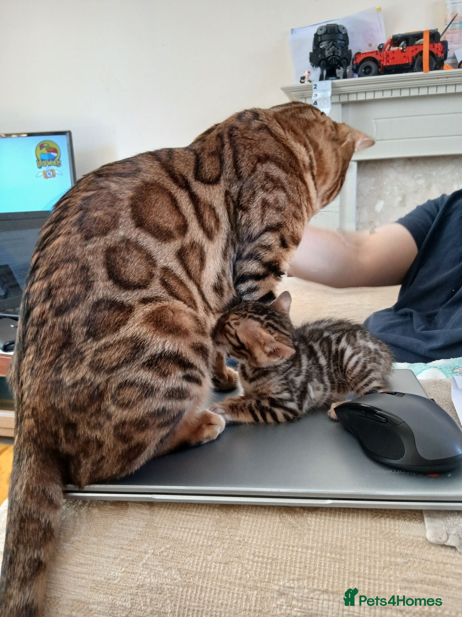 Bengal cats Family raised TICA Bengal kittens - Advert 8