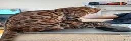 Bengal cats for sale: Family raised TICA Bengal kittens - Advert 6