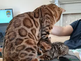 Bengal cats Family raised TICA Bengal kittens - Advert 15