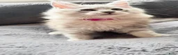 Maine Coon cats for sale: Beautiful Pedigree Kittens looking for Loving Home - Advert 6