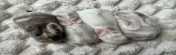 Mini Lop rabbits for sale: Baby Mini Lop's Ready To Leave 6th June in Birmingham - Advert 2