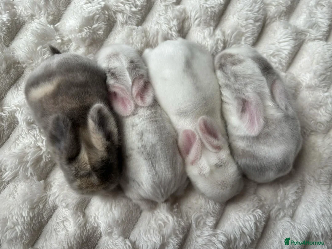 Mini Lop rabbits for sale: Baby Mini Lop's Ready To Leave 6th June in Birmingham - Advert 2