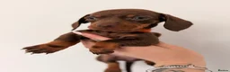 Miniature Dachshund dogs for sale: Miniature dachshunds looking for new home!! - Advert 8