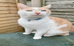 Mixed Breed cats for sale: Ginger cat - Moro - Image 3