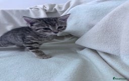 Mixed Breed cats for sale: Cute kittens looking for nice home  - Image 18