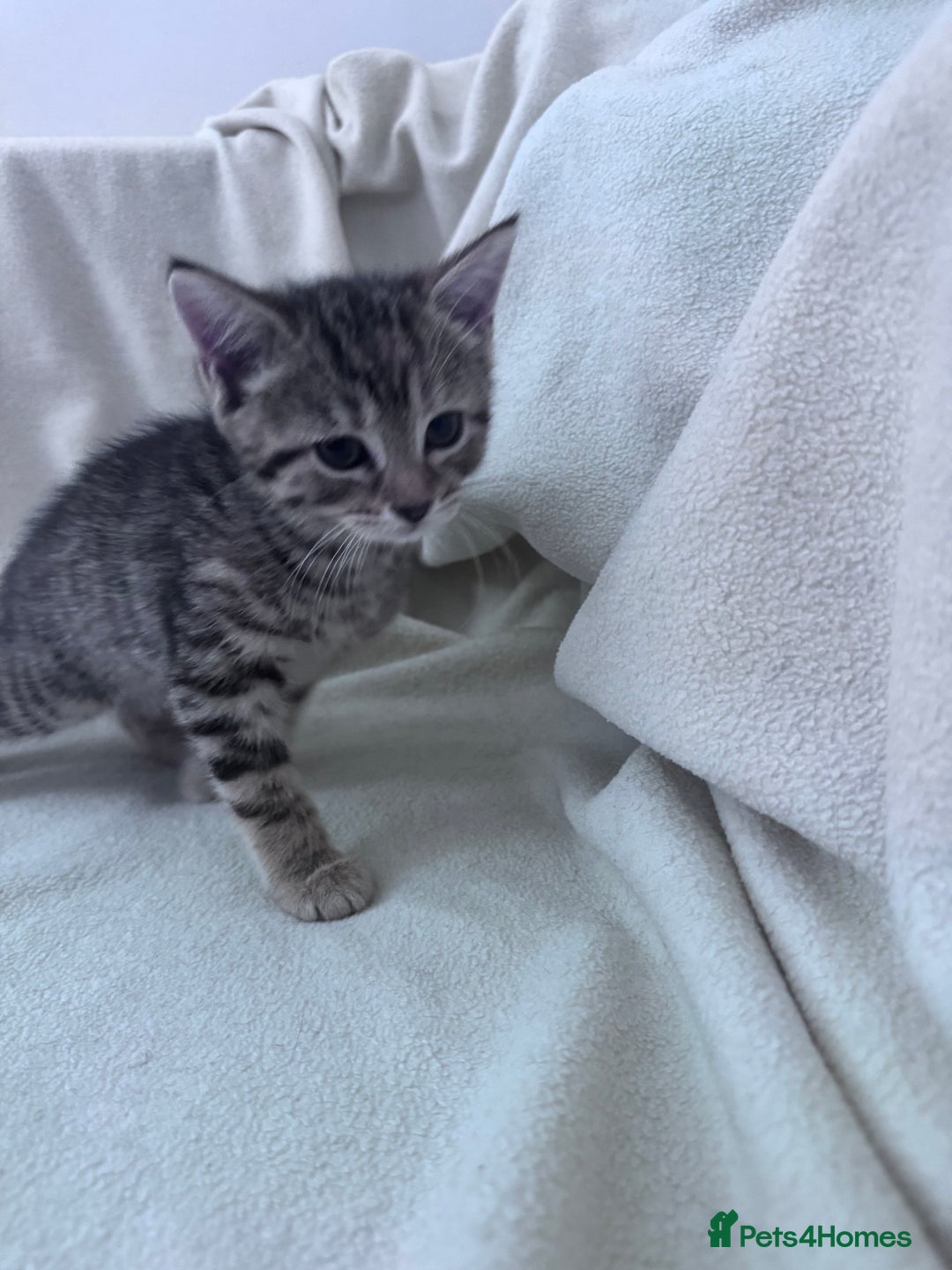 Mixed Breed cats for sale: Cute kittens looking for nice home  - Image 18