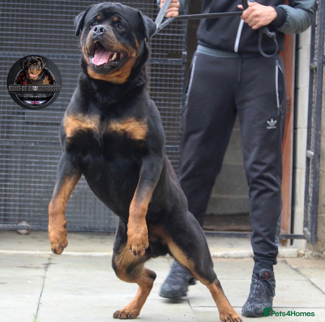 Rottweiler dogs Top KC Registered Health Tested Stud in Manchester - Advert 2