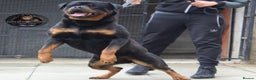 Rottweiler dogs for stud: Top KC Registered Health Tested Stud in Manchester - Advert 1