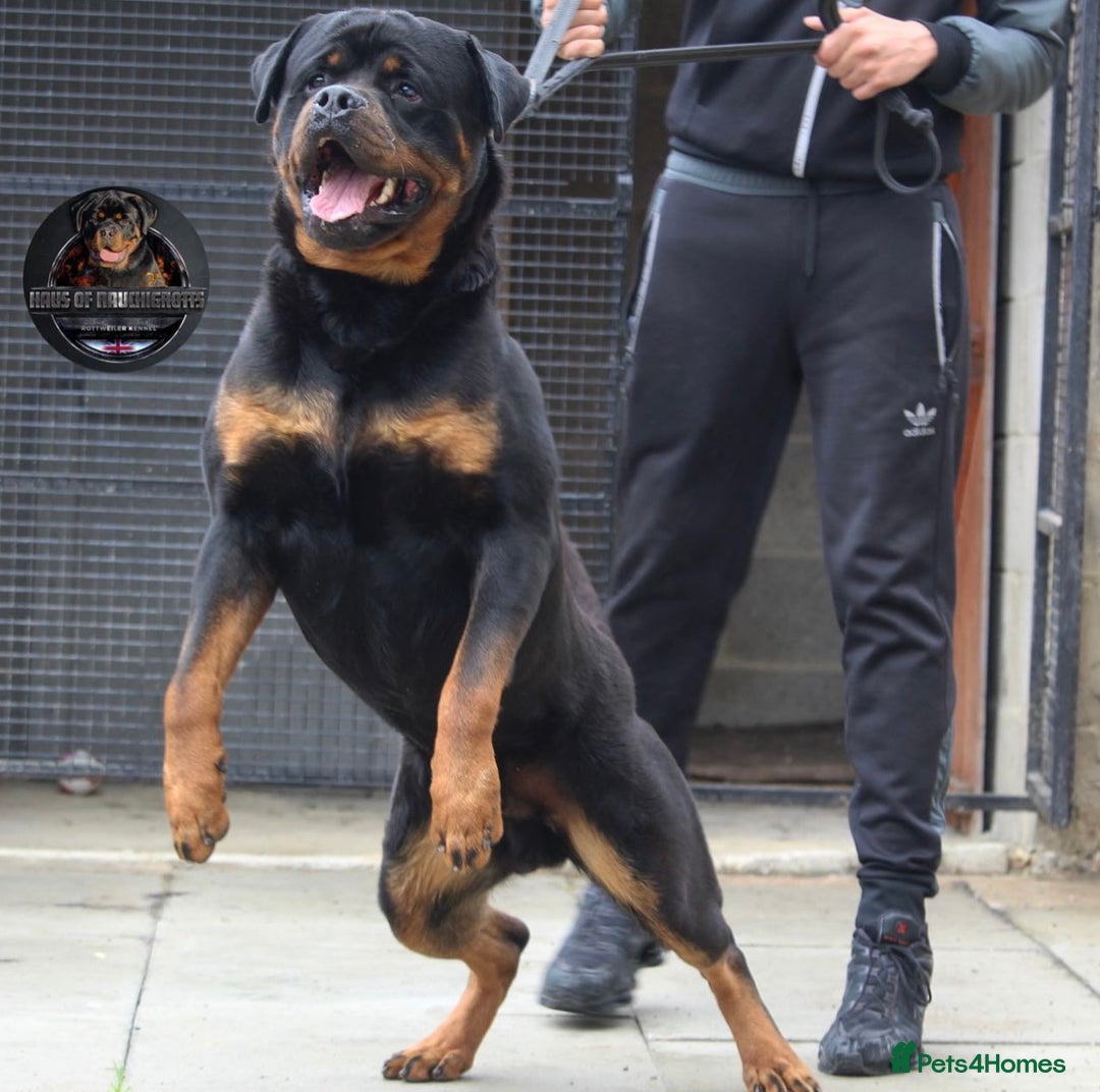 Rottweiler dogs for stud: Top KC Registered Health Tested Stud in Manchester - Advert 1
