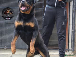 Rottweiler dogs Top KC Registered Health Tested Stud in Manchester - Advert 12