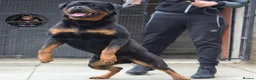 Rottweiler dogs for stud: Top KC Registered Health Tested Stud in Manchester - Advert 1