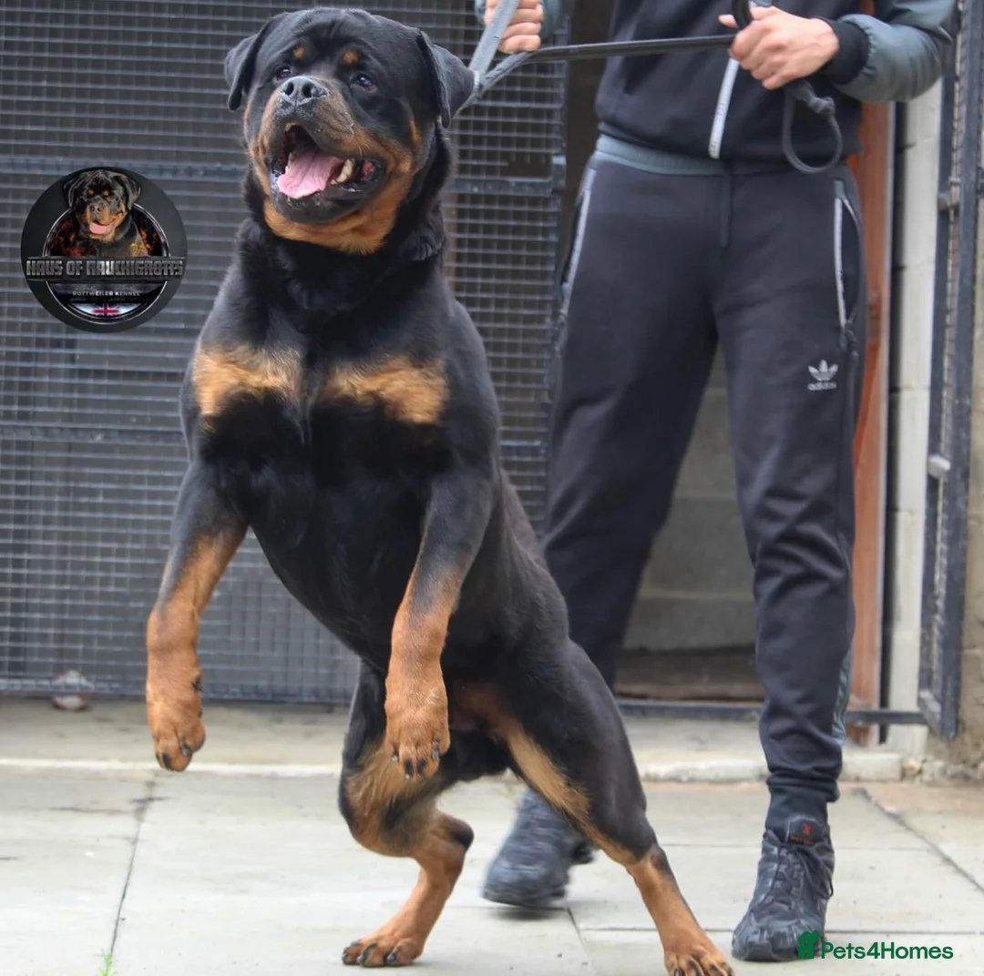 Rottweiler dogs for stud: Top KC Registered Health Tested Stud in Manchester - Advert 1