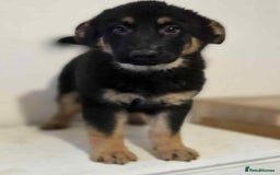 German Shepherd dogs for sale: German shepherd pups  - Image 6