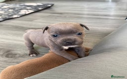 Staffordshire Bull Terrier dogs for sale: Staffordshire Bull Terrier Puppies – Rare colours - Image 8