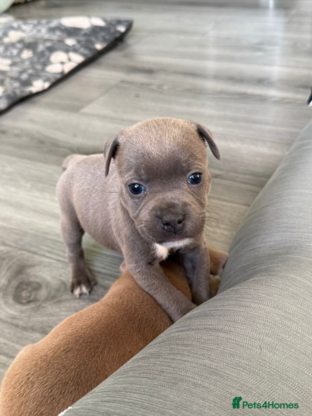 Staffordshire Bull Terrier dogs for sale: Staffordshire Bull Terrier Puppies – Rare colours - Image 8