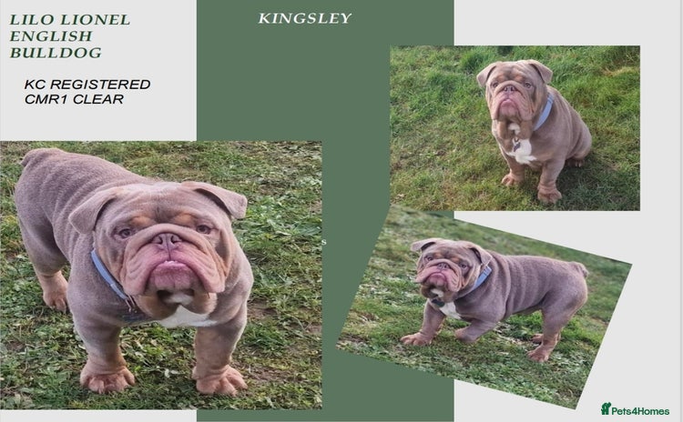 English Bulldog dogs in Norwich - Advert 1