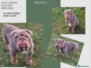 English Bulldog dogs Beautiful lilac and tan british bulldog for stud in Norwich - Advert 19