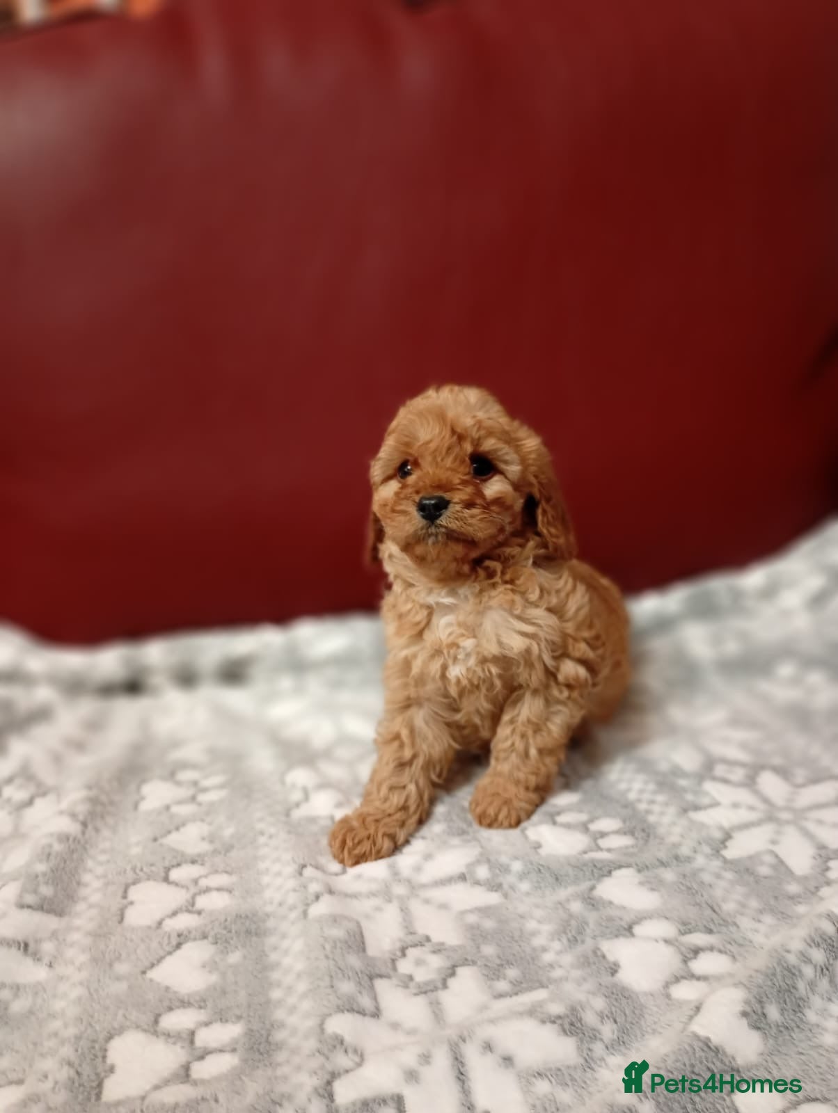 Cavapoo dogs Last puppy remaining  - Advert 7