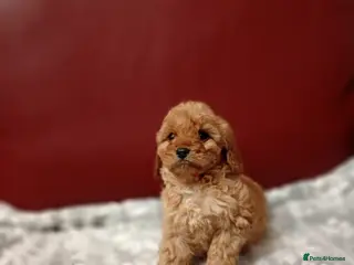 Cavapoo dogs Last puppy remaining - Advert 7
