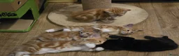 Mixed Breed cats for sale: Cute kittens looking for a new home  - Advert 11