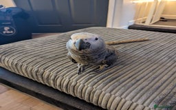 Parrots birds for sale: African grey parrot (Skittles) - Image 8