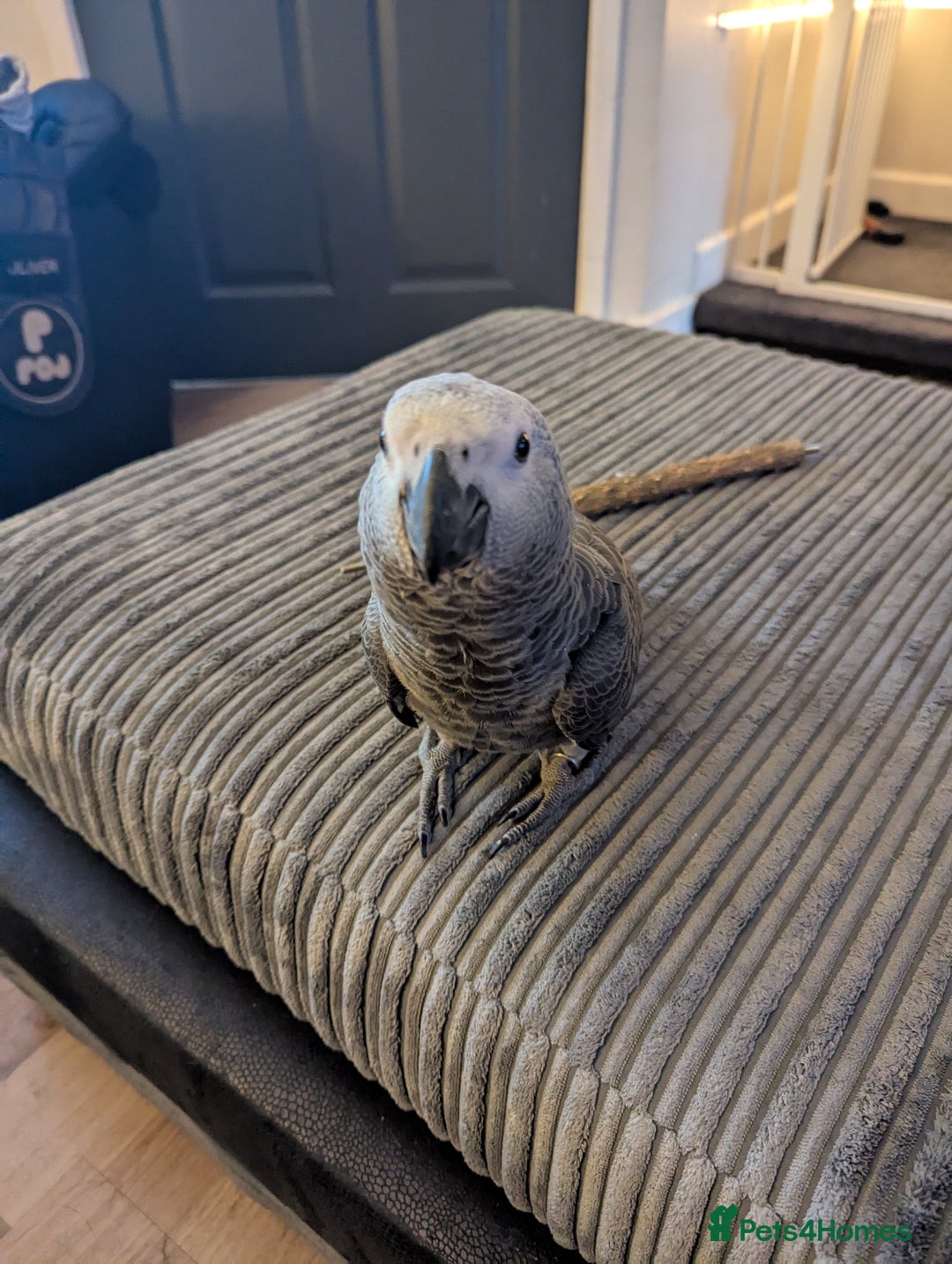Parrots birds for sale: African grey parrot (Skittles) - Image 8