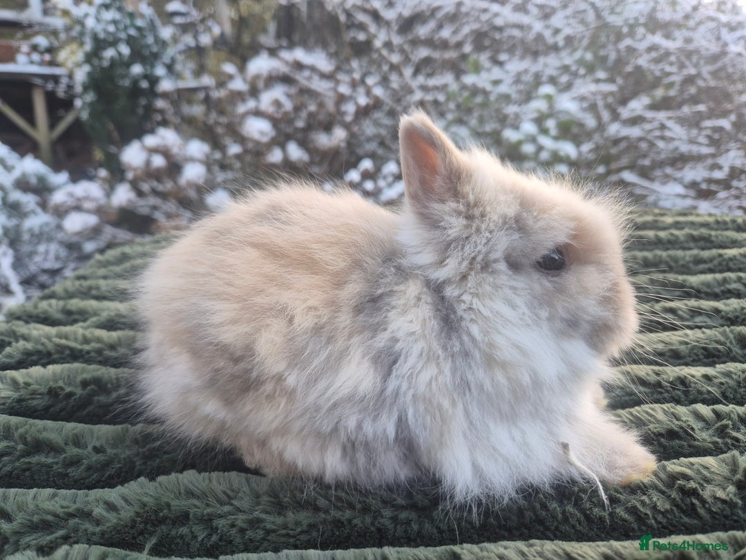 Angora rabbits for sale: 💖💙Ready in 2 weeks- Blue harli teddydwerg💙💖 - Advert 7