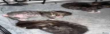Mixed Breed 3