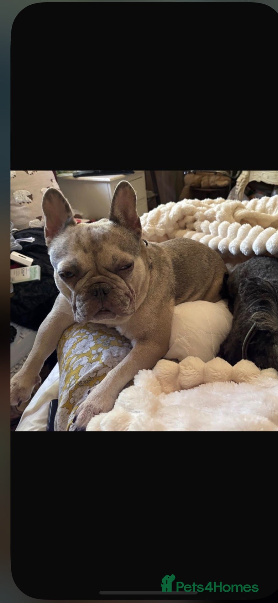 French Bulldog dogs french bulldog - Advert 1