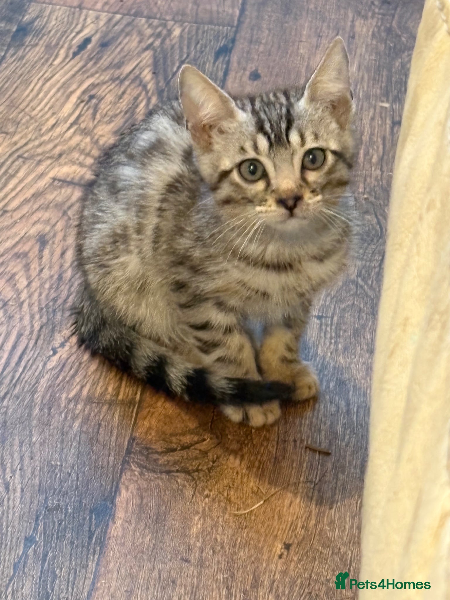 Bengal cats for sale: Registered Silver Spotted Bengal - Advert 6
