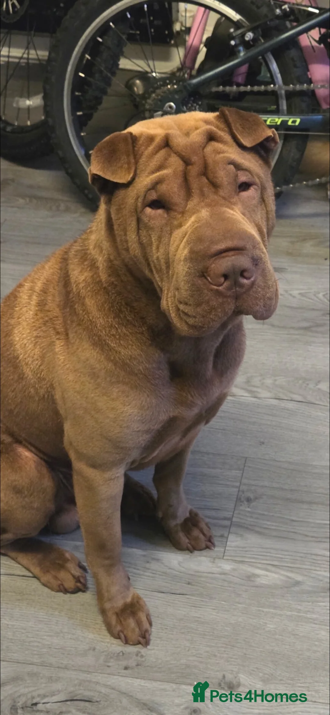 Shar Pei dogs for sale: Sharpei male - 4 years  - Advert 3