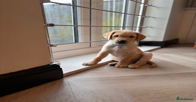 Labrador Retriever dogs - Advert 13