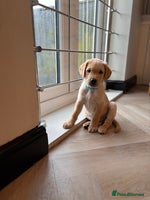 Labrador Retriever dogs - Advert 13