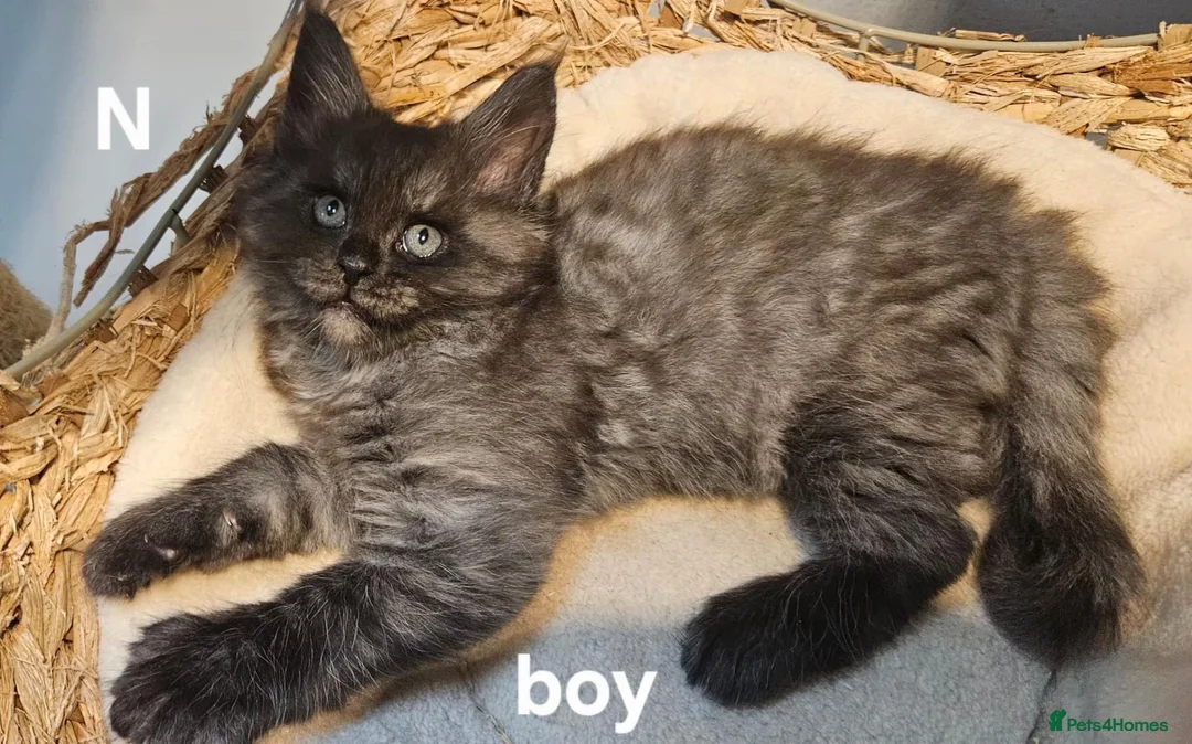 Maine Coon cats for sale: Large Maine Coon kittens regd European bloodline - Advert 2