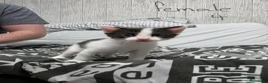 Mixed Breed Kitten 4