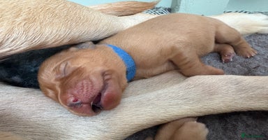 Labrador Retriever dogs - Advert 12