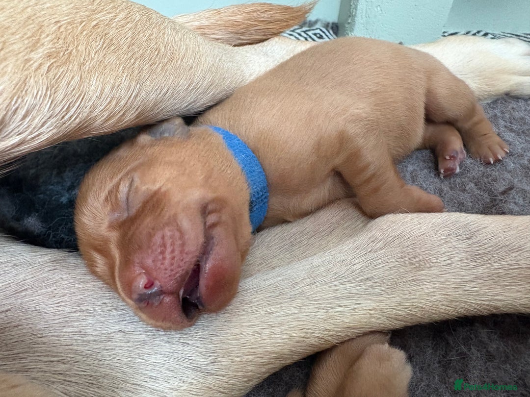 Labrador Retriever dogs for sale: Stunning Fox Red Labrador puppies  - Image 3