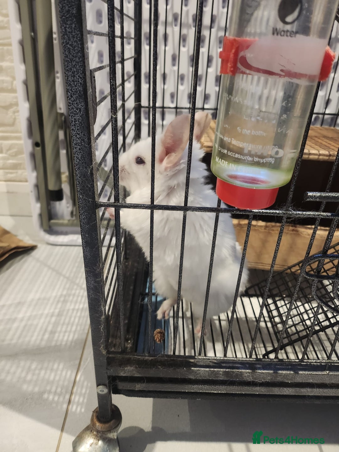 Chinchilla rodents for sale: ❄️Beautiful Pink White Chinchilla with Red Eyes❄️ - Advert 9