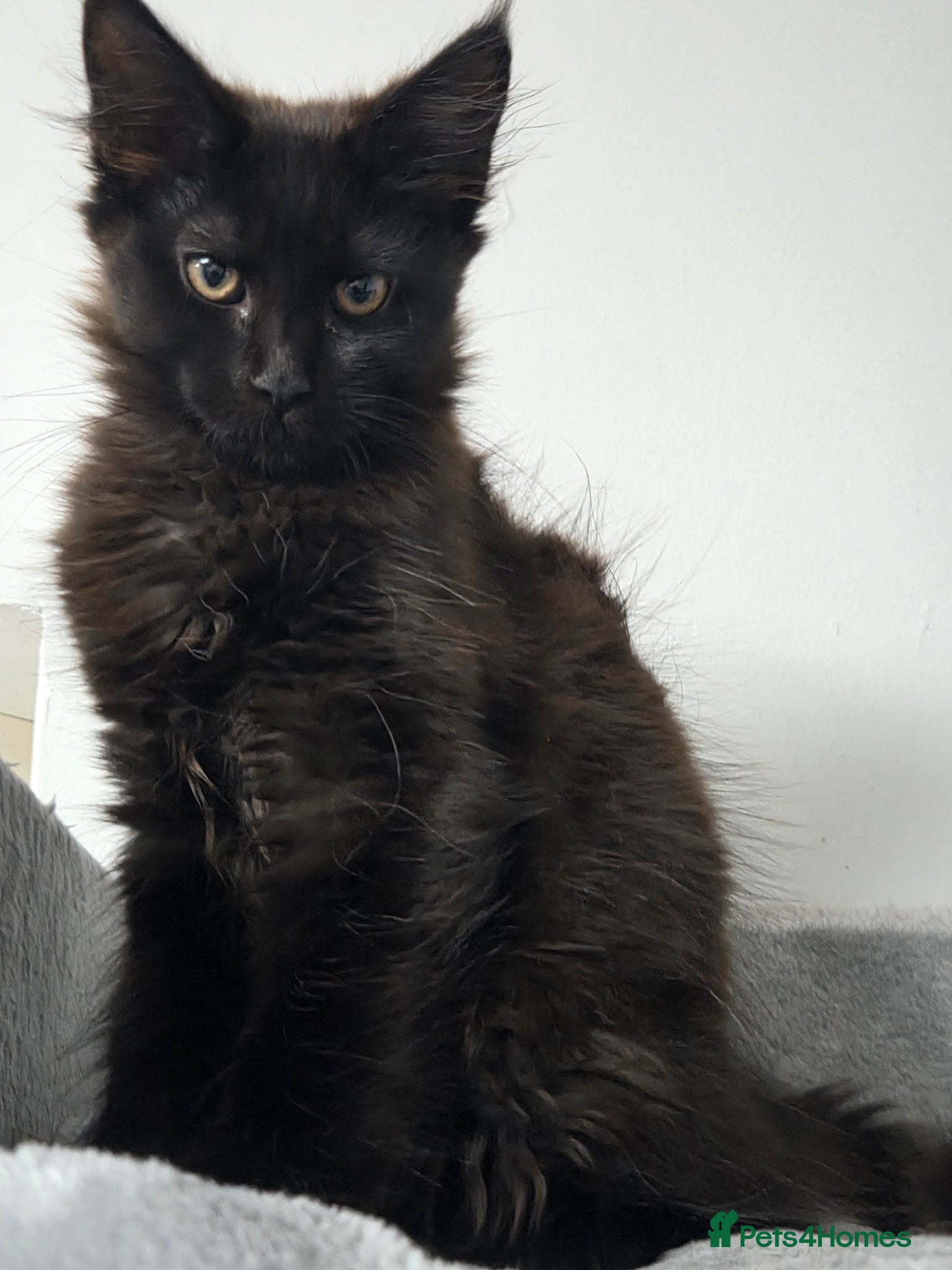 Maine Coon cats Stunning Pedigree Maine Coon Kittens for Sale - Advert 5