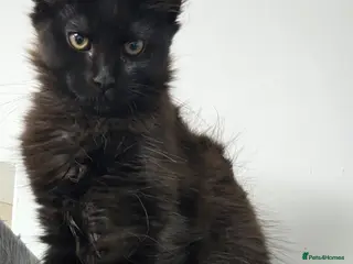 Maine Coon cats Stunning Pedigree Maine Coon Kittens for Sale - Advert 5